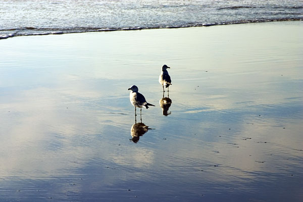 12-25-087-2gulls.jpg