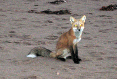 PEI-fox.jpg