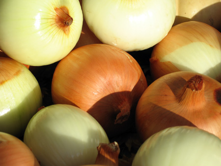 Shaker-onions.jpg