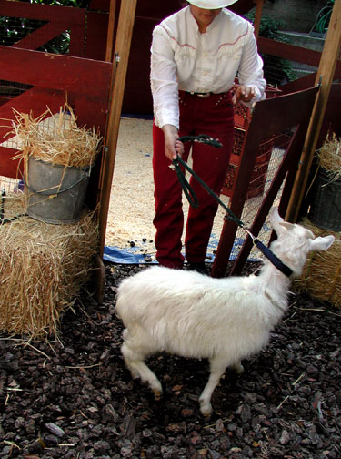 goat-into-pen.jpg