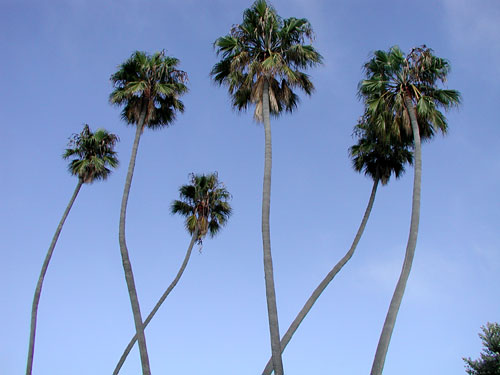 palms.jpg